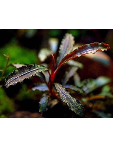 Bucephalandra "Kedagang" inVitro