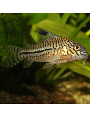 JBL - ProNovo corydoras Tab M 250ml