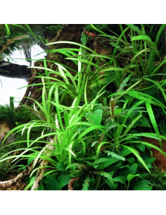Helanthium tenellum 'Broad Leaf - Invitro 2