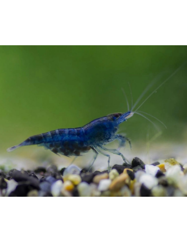 Neocaridina davidi Blue Dream 1-1,5 cm Lot de 10