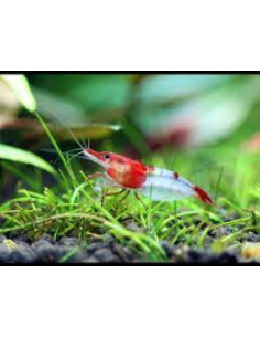 Neocaridina davidi " Rili Red ” 1,5cm Lot de 10 pcs