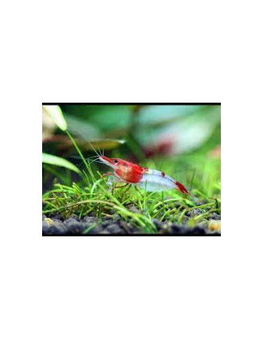 Neocaridina davidi " Rili Red ” 1,5cm  (Grade A+) Lot de 10 pcs