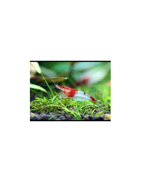 Neocaridina davidi " Rili Red ” 1,5cm  (Grade A+) Lot de 10 pcs