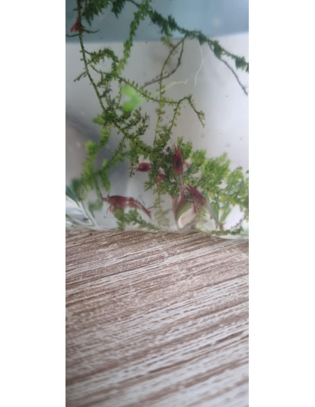 Neocaridina davidi " Rili Red ” 1,5cm Lot de 10 pcs