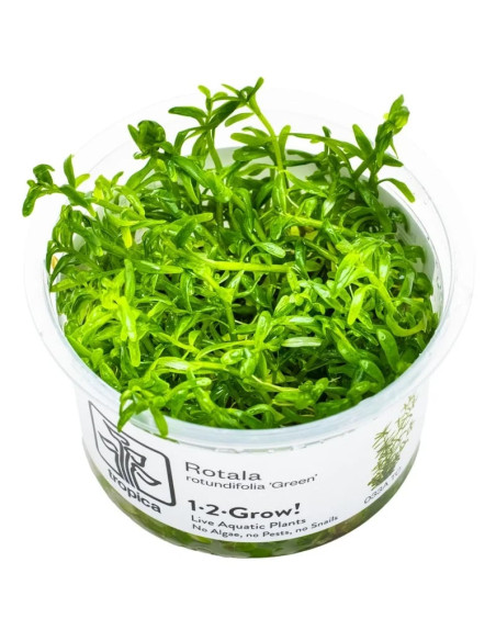 Rotala Green - Invitro