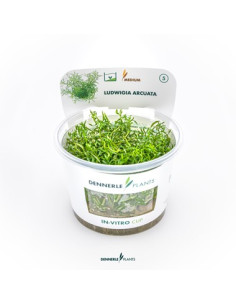 Ludwigia arcuata - Invitro