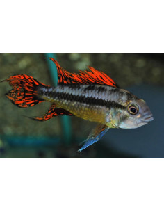 Apistogramma Cacatuoides Rouge 4-5 cm