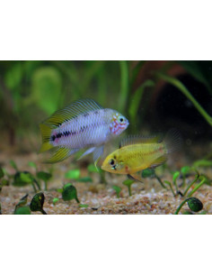 Apistogramma borellii 3 cm