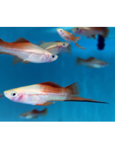 Xiphophorus helleri Pineapple 4-4,5 cm