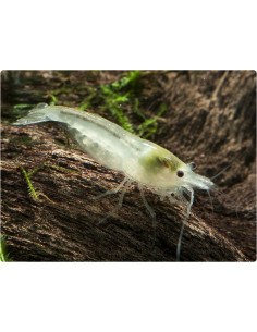 Neocaridina Palmata White Pearl 1-1,5 cm Lot de 10