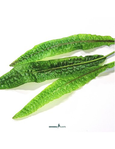 Cryptocoryne usteriana - Invitro