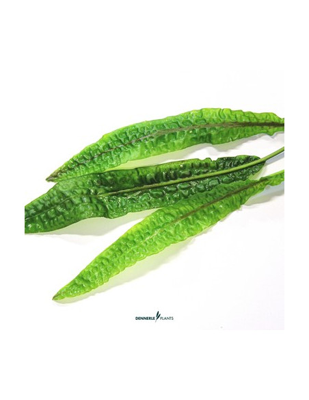 Cryptocoryne usteriana - Invitro