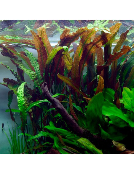 Cryptocoryne usteriana - Invitro