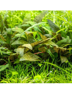 Cryptocoryne x purpurea - Invitro 2