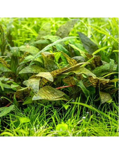 Cryptocoryne x purpurea - Invitro