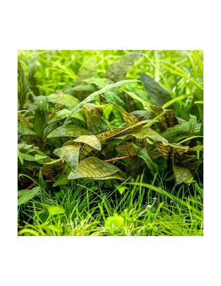 Cryptocoryne x purpurea - Invitro