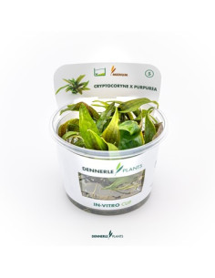 Cryptocoryne x purpurea - Invitro