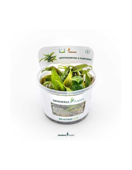 Cryptocoryne x purpurea - Invitro