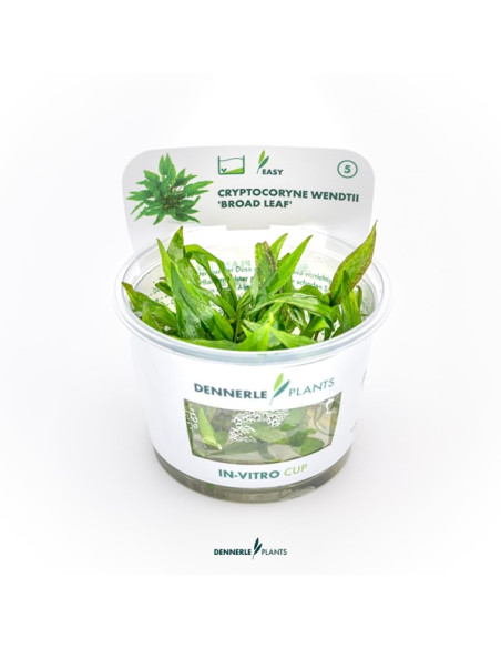 Cryptocoryne wendtii 'Broad Leaf' - Invitro