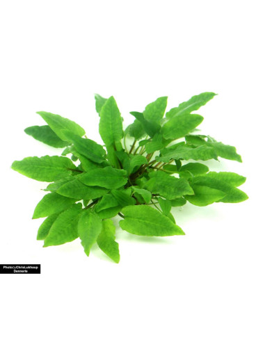 Cryptocoryne wendtii 'Broad Leaf' - Invitro