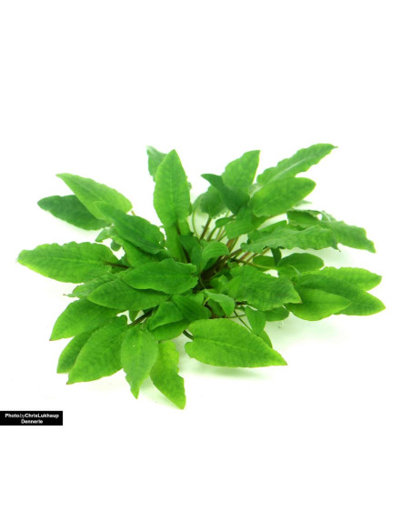 Cryptocoryne wendtii 'Broad Leaf' - Invitro