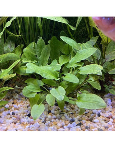 Cryptocoryne wendtii 'Broad Leaf' - Invitro