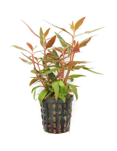 Alternanthera reineckii 'Mini' en pot