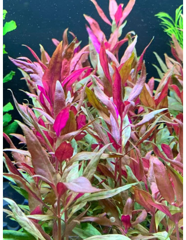 Alternanthera reineckii Red en pot