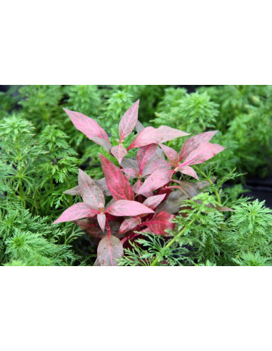 Alternanthera reineckii 'Red Ruby' en pot