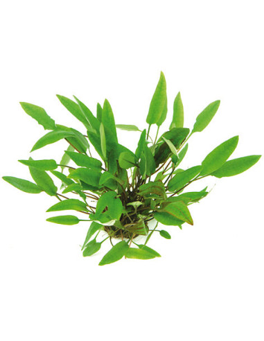 Cryptocoryne affinis en pot