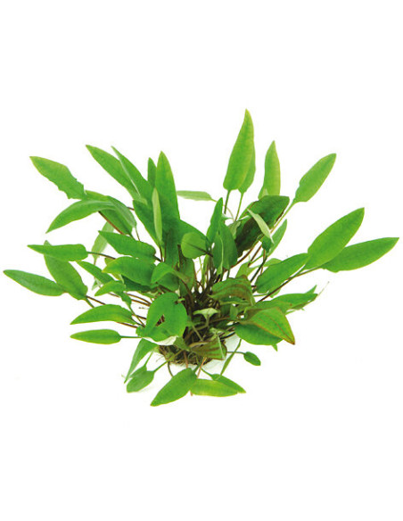 Cryptocoryne affinis en pot