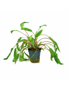 Cryptocoryne affinis en pot