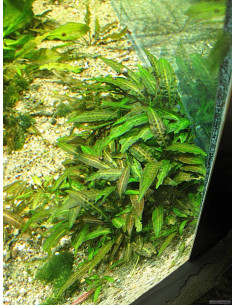Cryptocoryne affinis en pot 2