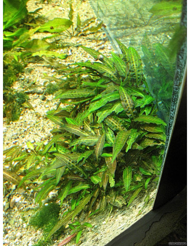 Cryptocoryne affinis en pot