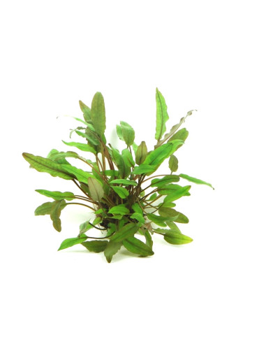 Cryptocoryne beckettii en pot