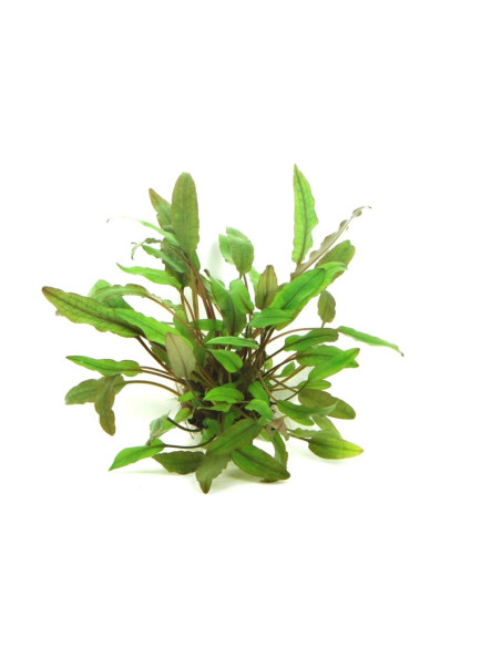 Cryptocoryne beckettii en pot