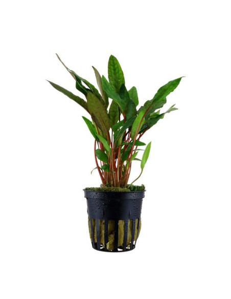 Cryptocoryne beckettii en pot