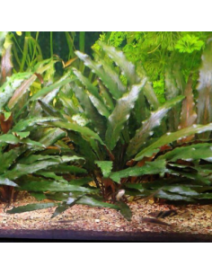 Cryptocoryne beckettii en pot 2