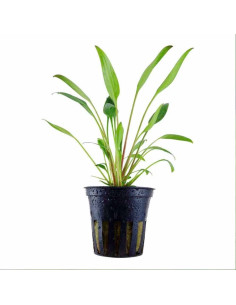 Cryptocoryne lucens en pot