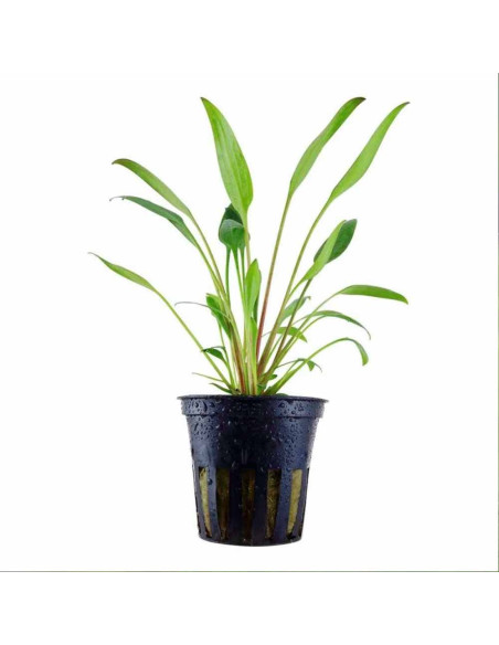 Cryptocoryne lucens en pot
