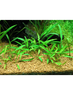 Cryptocoryne lucens en pot 2