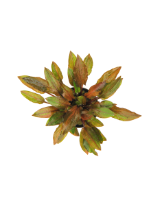 Cryptocoryne walkeri var.legroi en pot