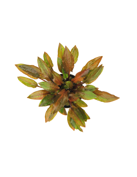 Cryptocoryne walkeri var.legroi en pot