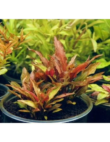 Cryptocoryne walkeri var.legroi en pot