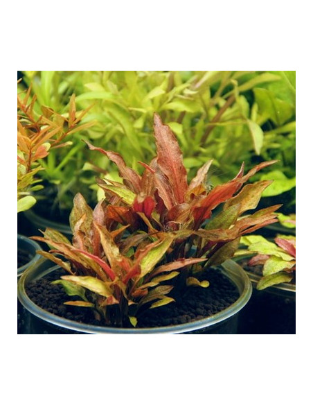 Cryptocoryne walkeri var.legroi en pot