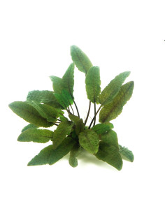 Cryptocoryne wendtii 'Brown' en pot