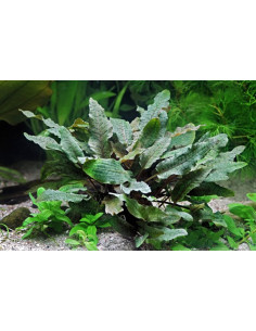 Cryptocoryne wendtii 'Brown' en pot 2