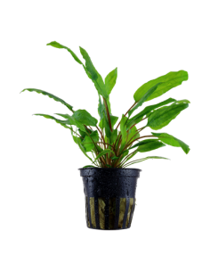 Cryptocoryne wendtii 'Green' en pot