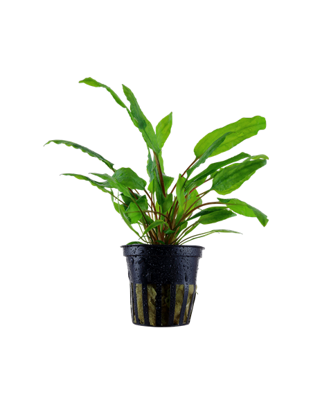 Cryptocoryne wendtii 'Green' en pot