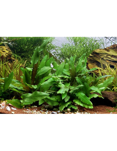 Cryptocoryne wendtii 'Green' en pot